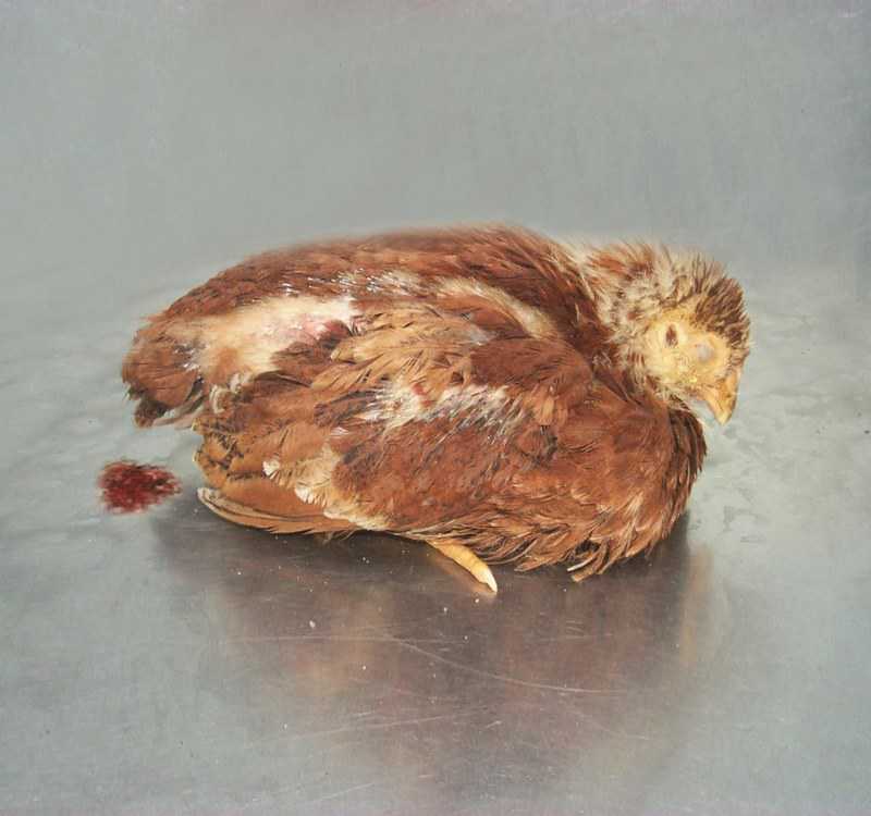 Bệnh cầu trùng ở gà gây nhiều bệnh cho gà