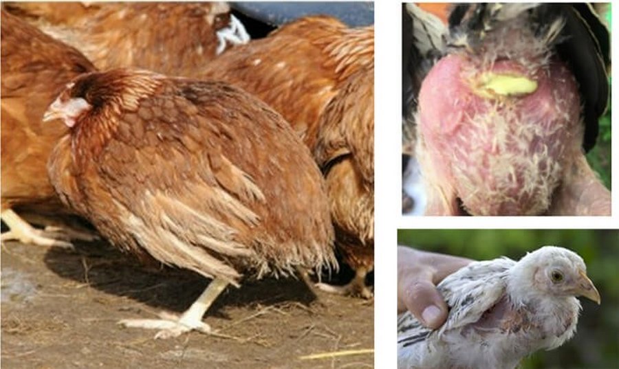Bệnh thương hàn ở gà khiến gà giảm sức khỏe đáng kể