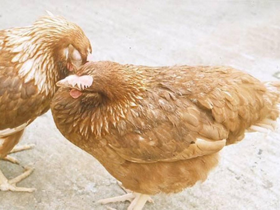 Dễ nhận biết gà đang mắc bệnh qua các triệu chứng