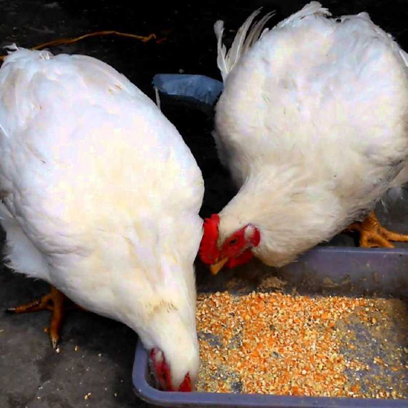 Một năm gà mái có thể đẻ đến 280 trứng