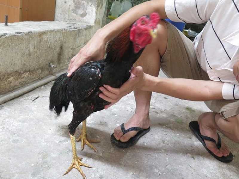 Xoa bóp diều gà hạn chế bệnh gà khó tiêu